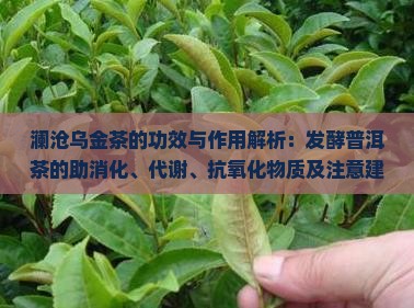 澜沧古茶的乌金茶的功效与作用