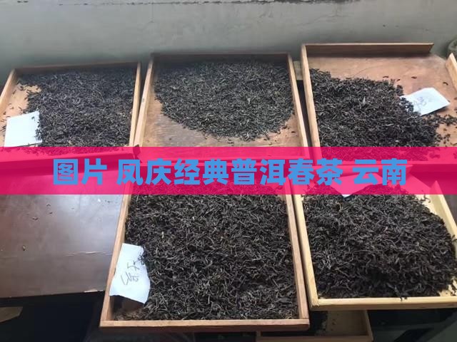 凤庆322经典普洱春茶