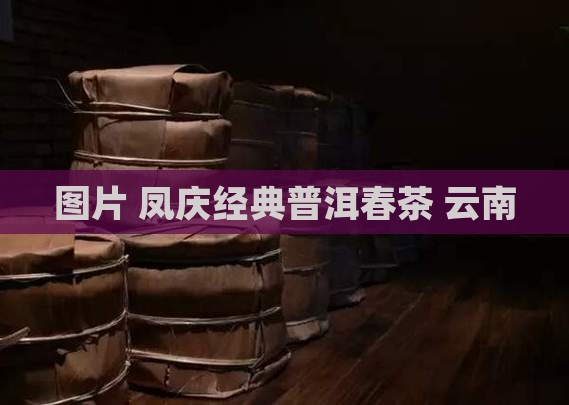 凤庆322经典普洱春茶