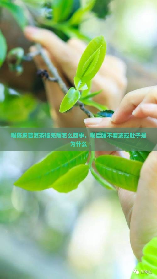 喝陈皮普洱茶脑壳疼怎么回事