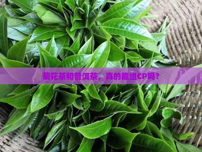 菊花茶可以配普洱茶吗