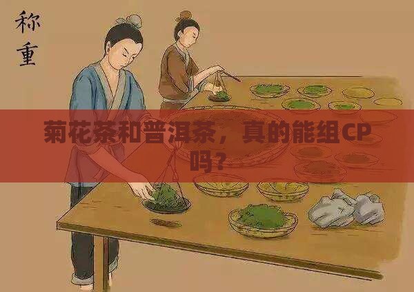 菊花茶可以配普洱茶吗