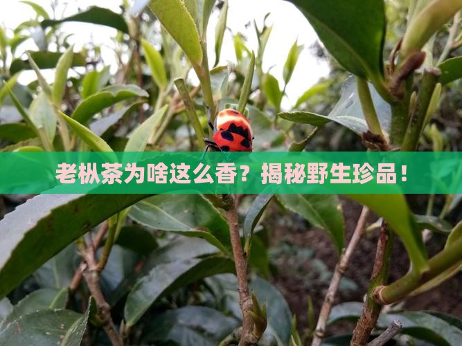 野生老枞茶是什么茶