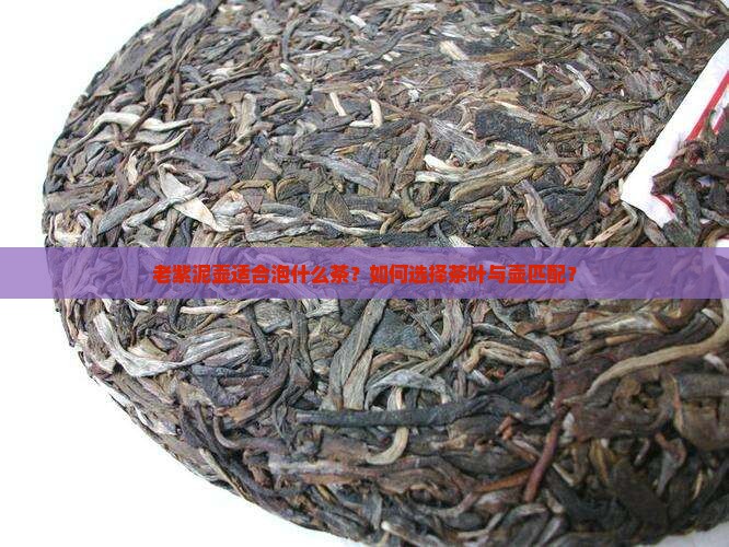 老紫泥泡什么茶好