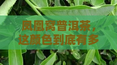 凤凰窝普洱茶颜色深吗