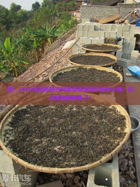 布朗古树2010普洱茶饼价格