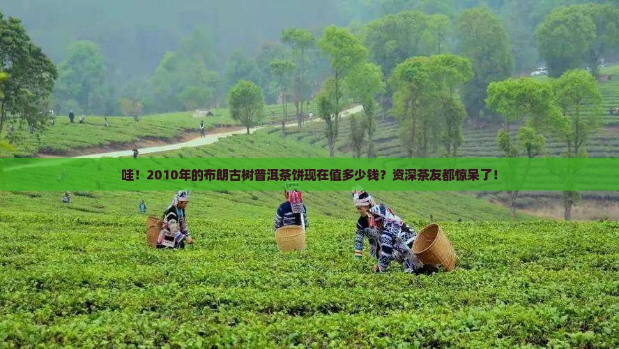 布朗古树2010普洱茶饼价格
