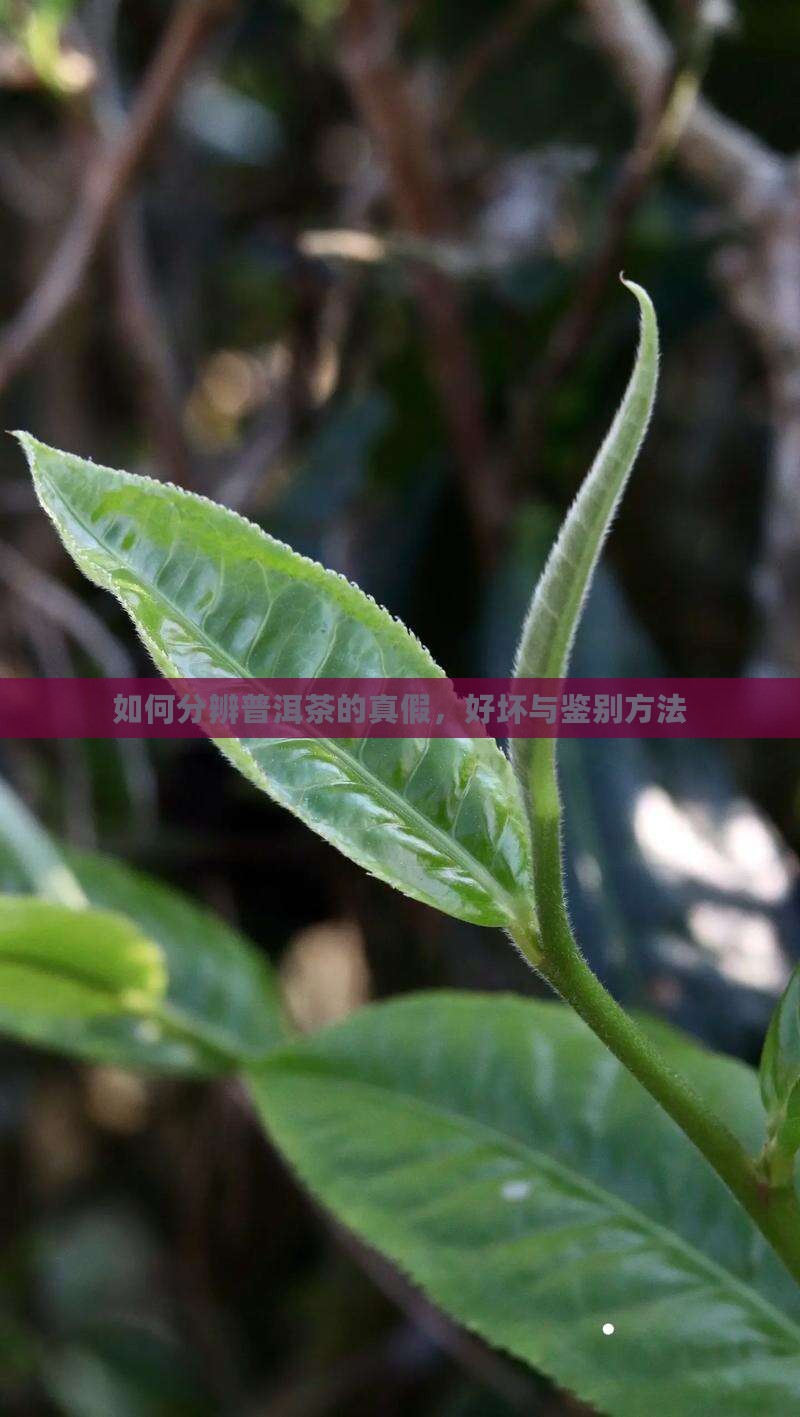 如何分辨普洱茶的真假