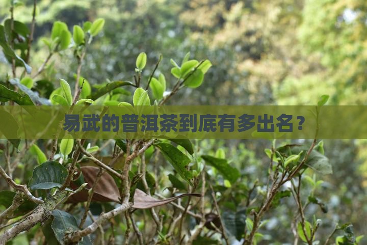 易武哪里普洱茶有名气