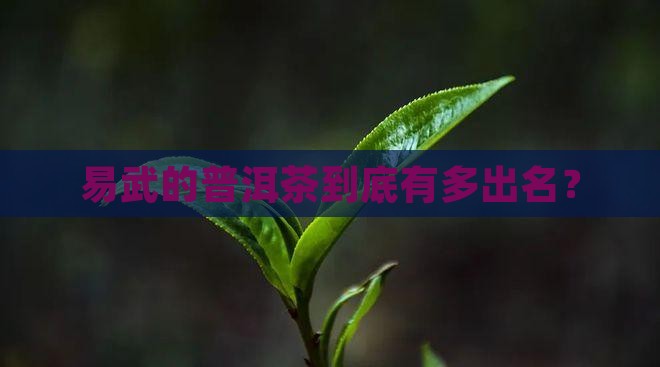 易武哪里普洱茶有名气