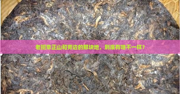 老班章正山和老班章旁边的