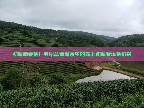 勐海南春茶厂老班章