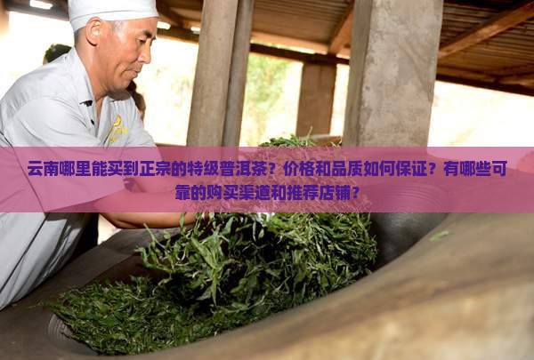 云南哪能买到特级普洱茶