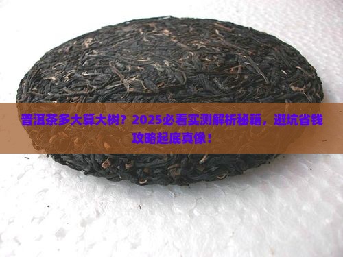 普洱茶多大算大树