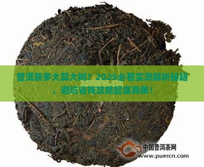 普洱茶多大算大树