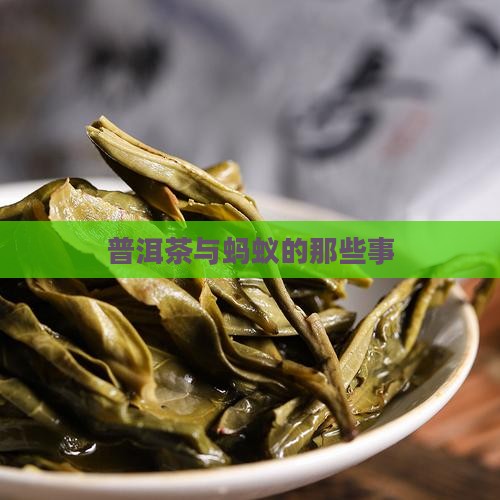 普洱茶怕蚂蚁吗