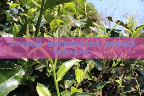 茶砖和普洱茶哪个好