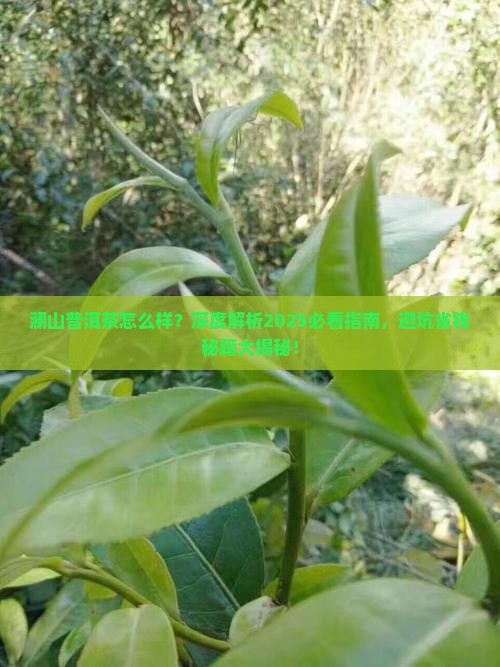 澜山普洱茶怎么样