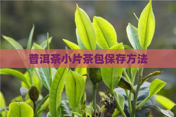 普洱茶小片茶包怎么保存