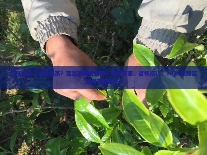 怎样深入了解普洱茶 怎样深入了解普洱茶