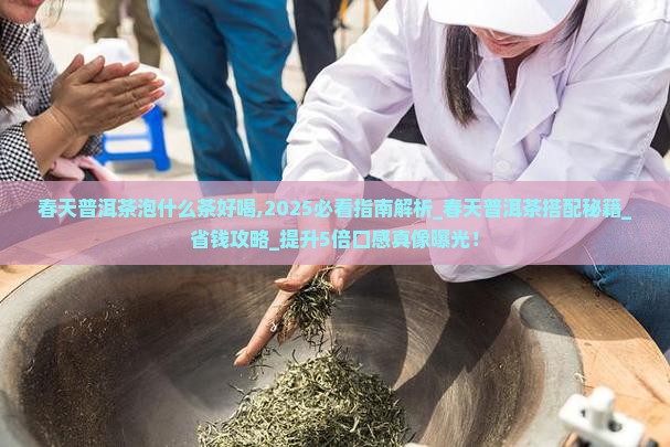 春天普洱茶泡什么茶好喝