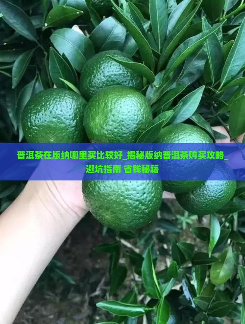 普洱茶在版纳哪里买比较好