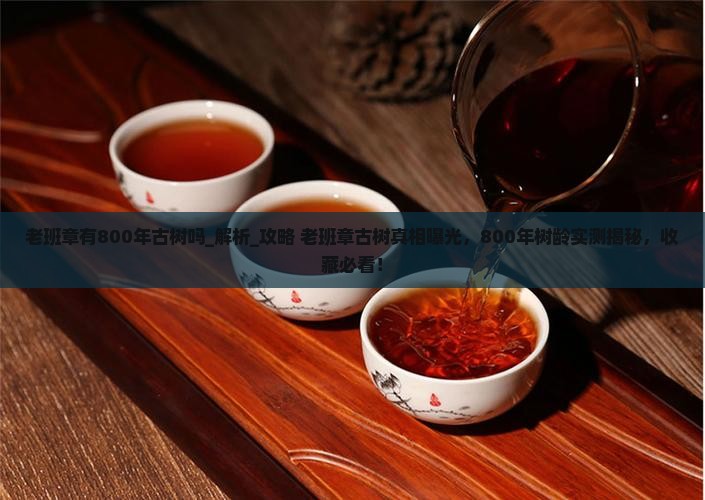 老班章有800年古树吗
