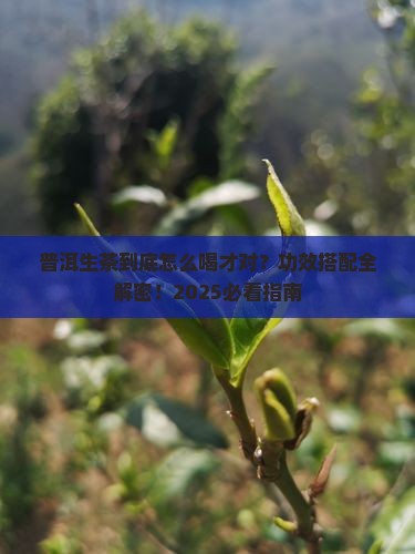 普洱茶生茶功效搭配
