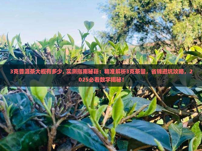 3克普洱茶大概有多少