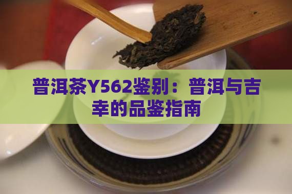 普洱茶Y562鑒別