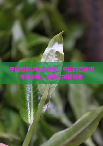 中国有多少颗古树茶