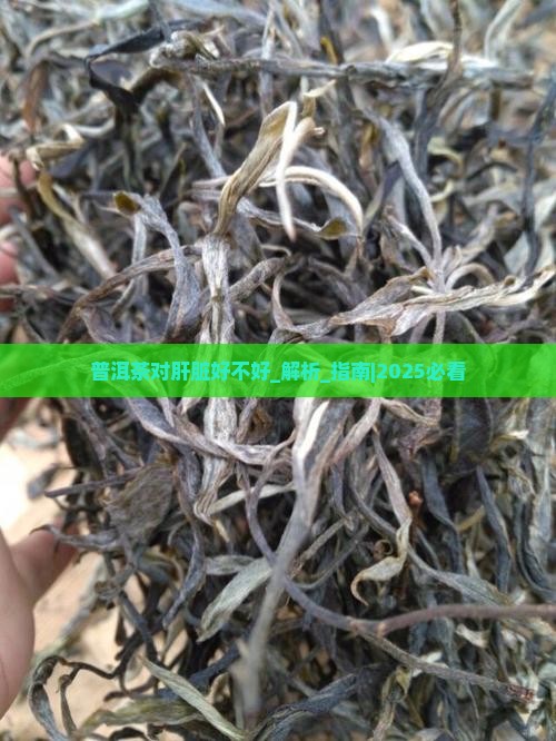 普洱茶对肝脏好不好