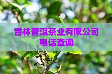 吉林普洱茶生产厂家电话