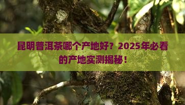 昆明普洱茶哪个产地好