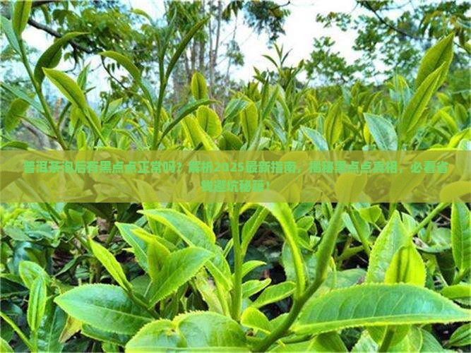 普洱茶泡后有黑点点正常吗 普洱茶泡后有黑点点正常吗