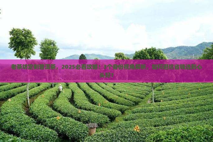 老茶坊定制普洱茶