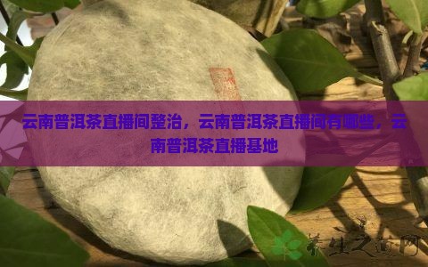 云南普洱茶直播间