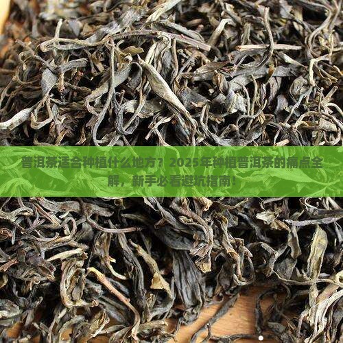 普洱茶适合种植什么地方