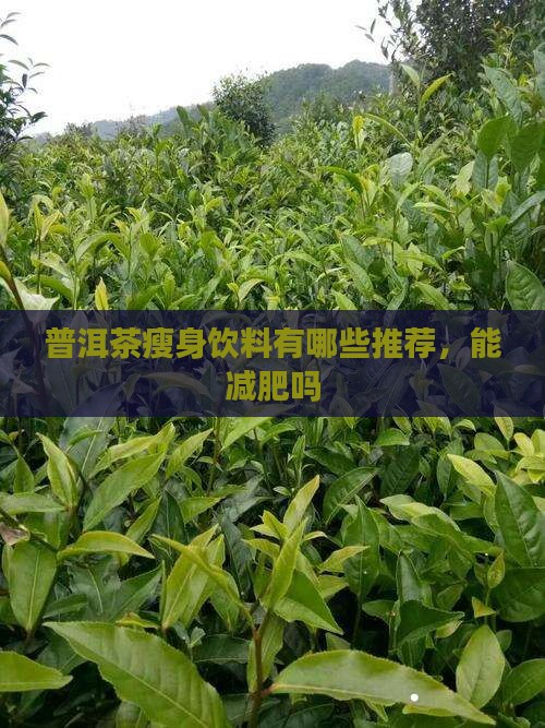 普洱茶瘦身饮料