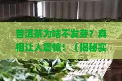 普洱茶为什么不出芽