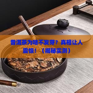 普洱茶为什么不出芽