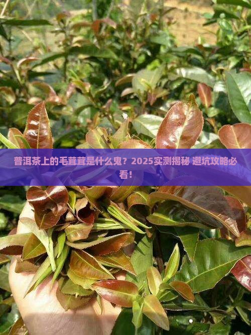 普洱茶有毛茸茸的东西正常吗