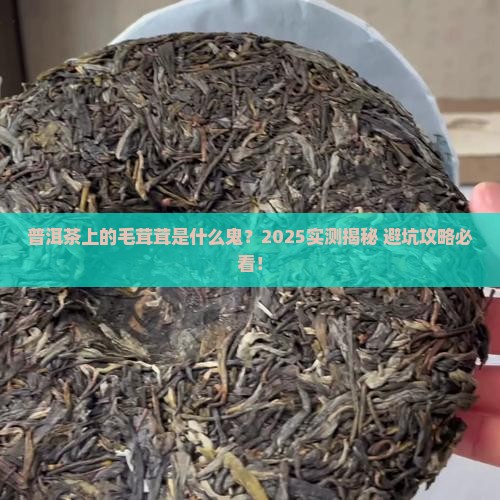 普洱茶有毛茸茸的东西正常吗