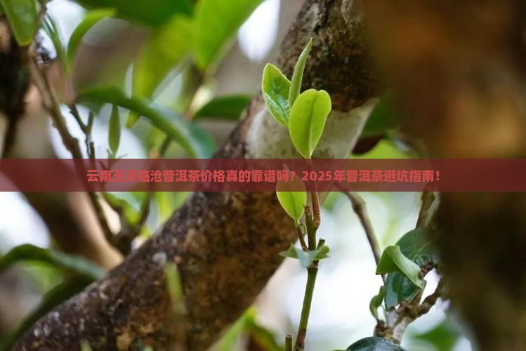 云南玉溪临沧普洱茶价格