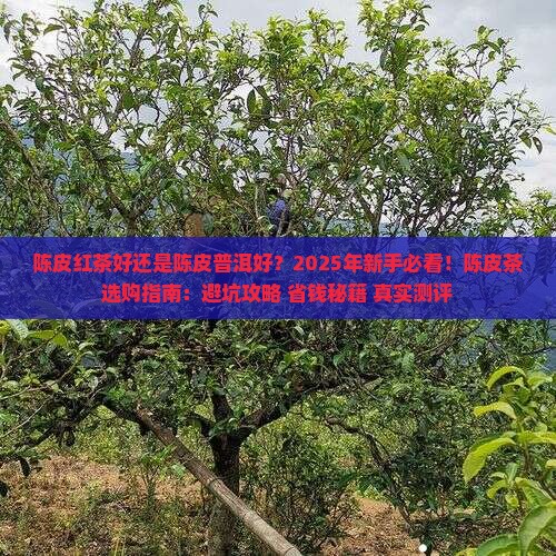 陈皮红茶好还是陈皮普洱好