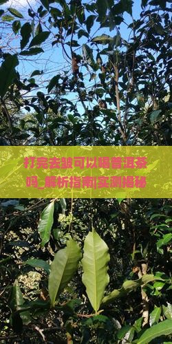 打完去皱可以喝普洱茶吗