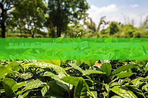 如何买好的小青柑普洱茶