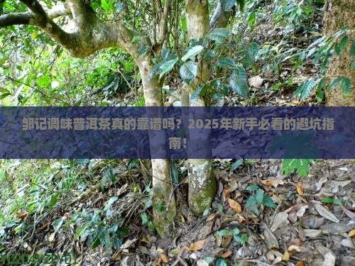 邹记调味普洱茶
