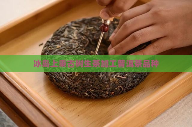 冰岛至味古树生茶