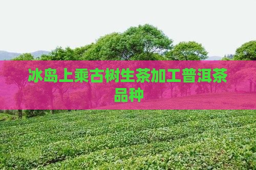 冰岛至味古树生茶